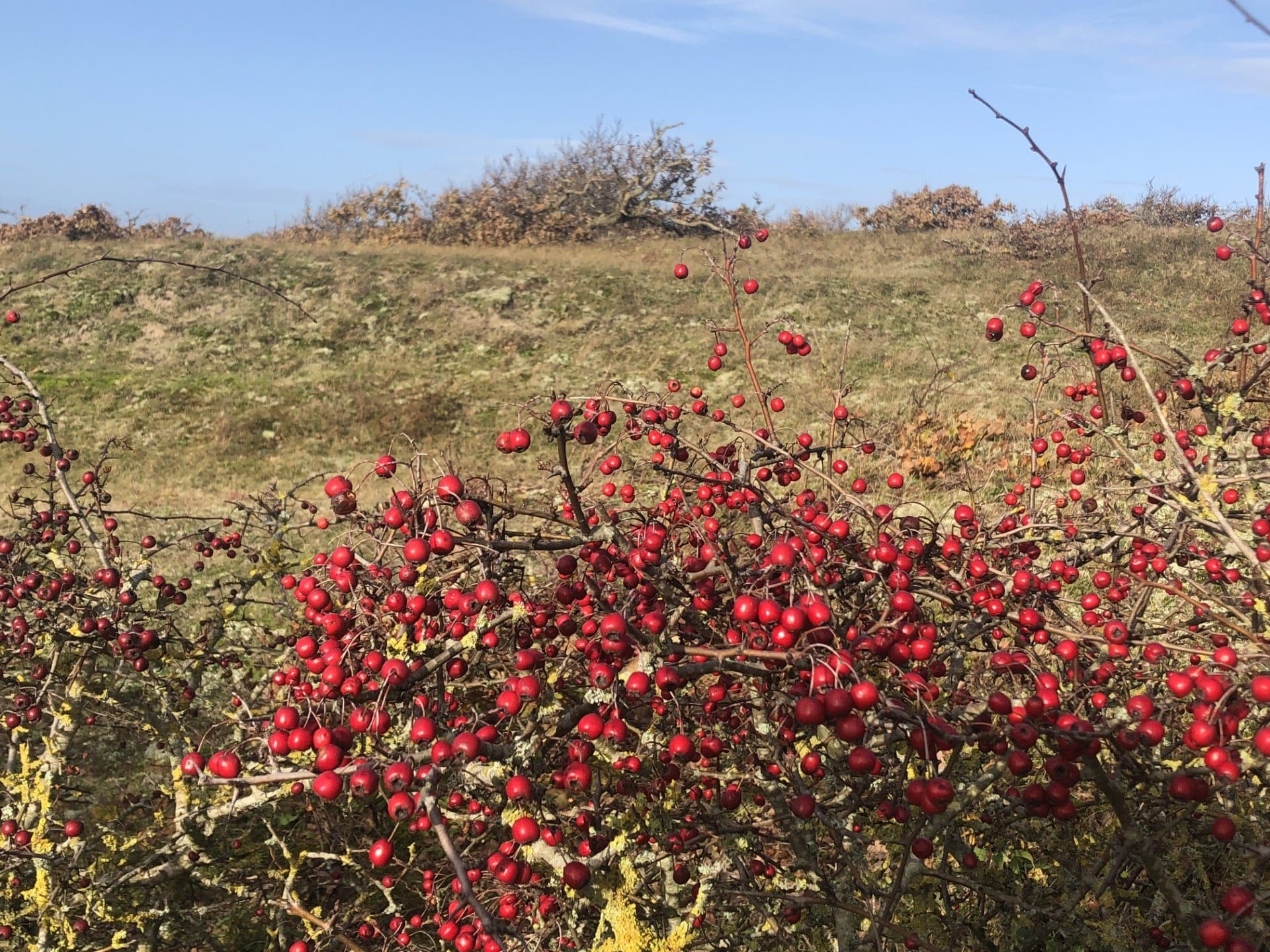 Herfstwandeling door de duinen in Bergen aan Zee